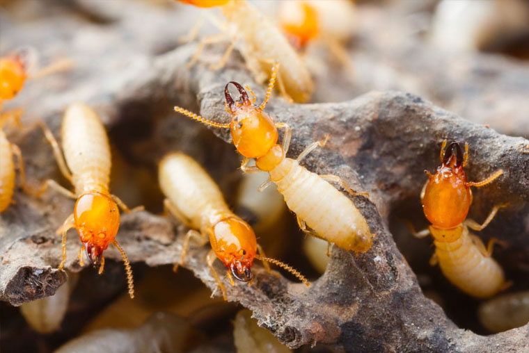 Termite Control