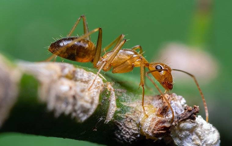 argentine ants control