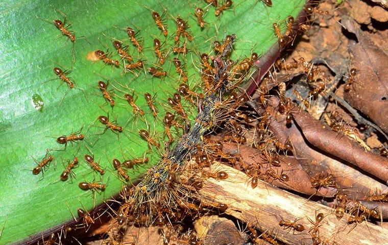 crazy ant control